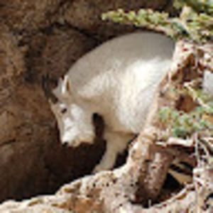 Meet your Posher, Chandler